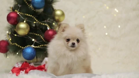 Dog muzzle spitz close up Video stock 268413855