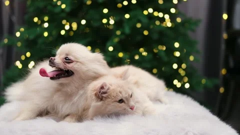 Dog muzzle spitz close up Stock-Footage 268414069