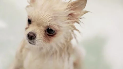 Dog muzzle spitz close up Video stock 268414142