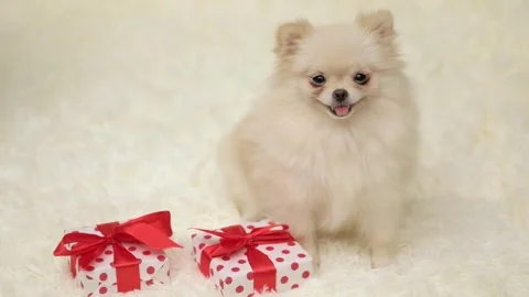 Dog muzzle spitz close up 스톡 동영상 268414279