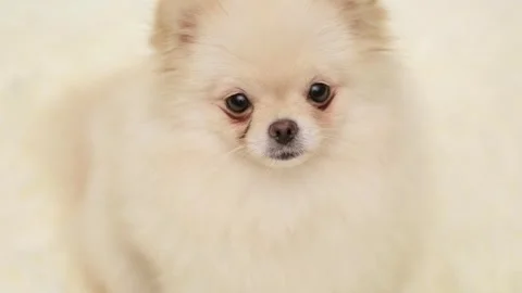 Dog muzzle spitz close up 스톡 동영상 268414566