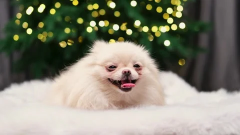 Dog muzzle spitz close up 스톡 동영상 268414763