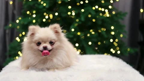 Dog muzzle spitz close up Stock Footage 268800463