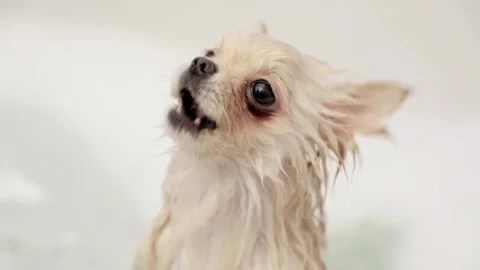 Dog muzzle spitz close up 스톡 동영상 268800726