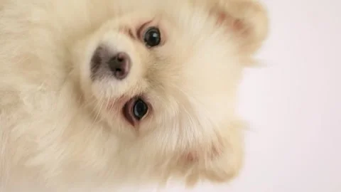 Dog muzzle spitz close up Video stock 268800975