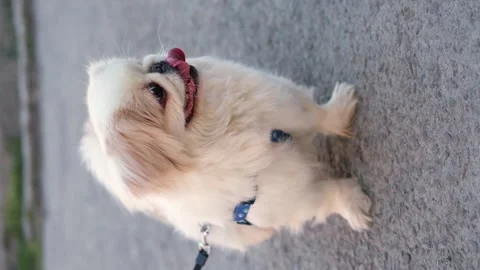 Dog muzzle spitz close up 스톡 동영상 268801108