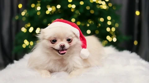 Dog muzzle spitz close up Stock Footage 268801519