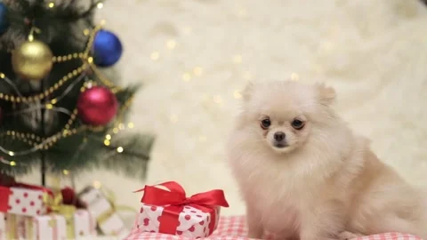 Dog muzzle spitz close up Stock Footage 268801802