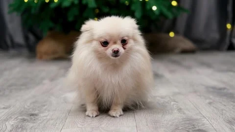 Dog muzzle spitz close up Video stock 268801991