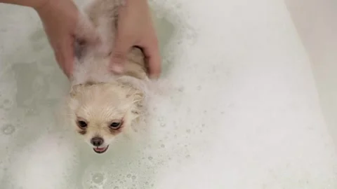 Dog muzzle spitz close up Video stock 269865338