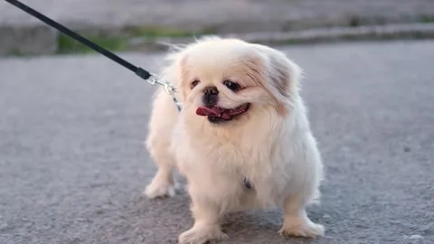 Dog muzzle spitz close up 스톡 동영상 269865777