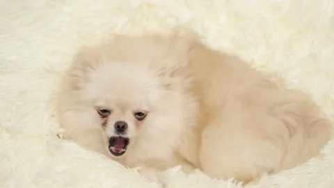 Dog muzzle spitz close up Video stock 269865814