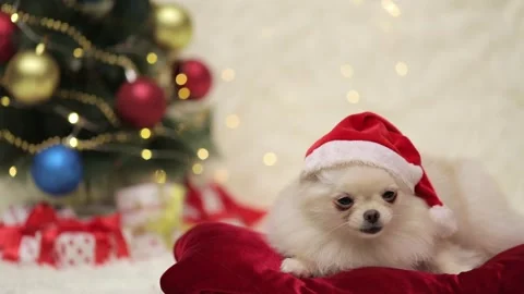 Dog muzzle spitz close up Stock-Footage 269870544