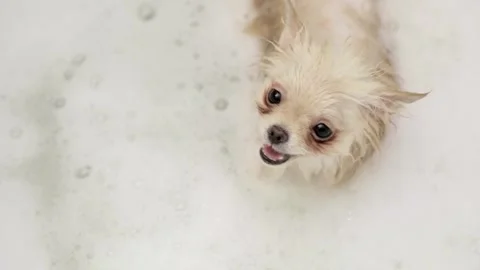 Dog muzzle spitz close up Stock Footage 270344004