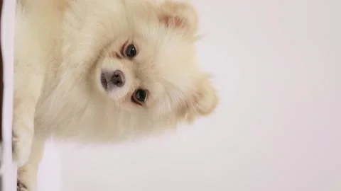 Dog muzzle spitz close up Stock-Footage 270344050