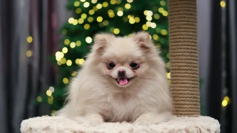 Dog muzzle spitz close up Video stock 270344327