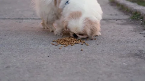 Dog muzzle spitz close up 스톡 동영상 270508854