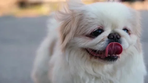 Dog muzzle spitz close up 動画素材 270508889