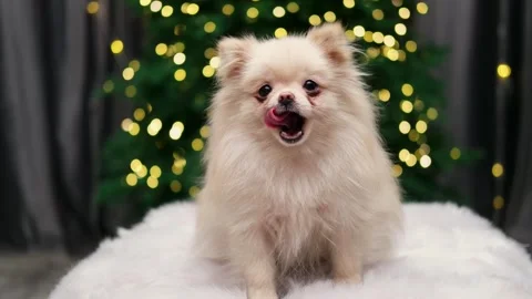 Dog muzzle spitz close up Stock Footage 270508967