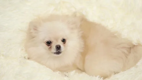 Dog muzzle spitz close up Vidéo 270509007