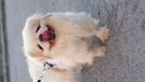 Dog muzzle spitz close up Vídeo Stock 270673913