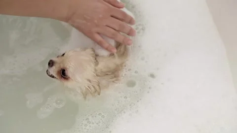 Dog muzzle spitz close up 스톡 동영상 270878456