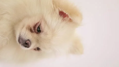 Dog muzzle spitz close up Stock Footage 270878718