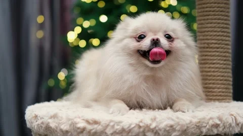 Dog muzzle spitz close up Video stock 270879128