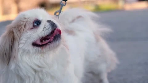 Dog muzzle spitz close up Stock-Footage 270879446
