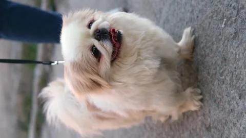 Dog muzzle spitz close up Video stock 270879606