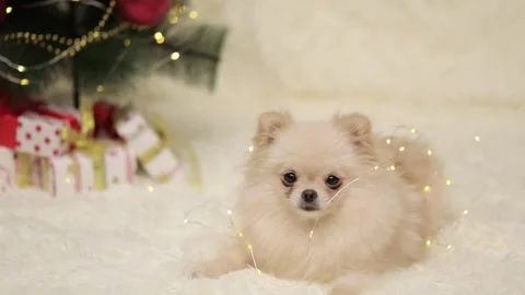 Dog muzzle spitz close up Video stock 270879716