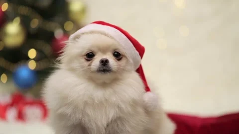 Dog muzzle spitz close up Stock-Footage 272199254