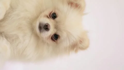 Dog muzzle spitz close up Stock Footage 272199277