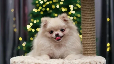 Dog muzzle spitz close up Stock Footage 272199392