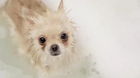 Dog muzzle spitz close up 動画素材 273538897