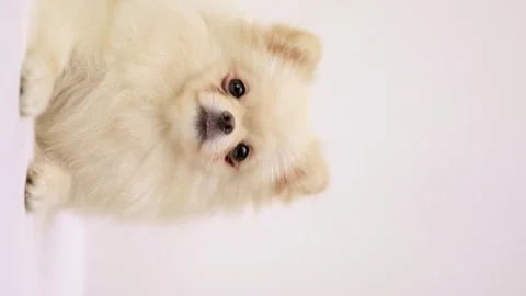 Dog muzzle spitz close up Video stock 273538970