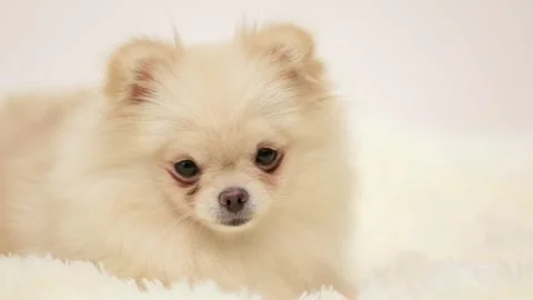 Dog muzzle spitz close up Video stock 273539109