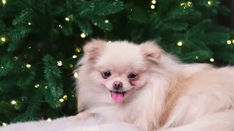 Dog muzzle spitz close up 스톡 동영상 273539462