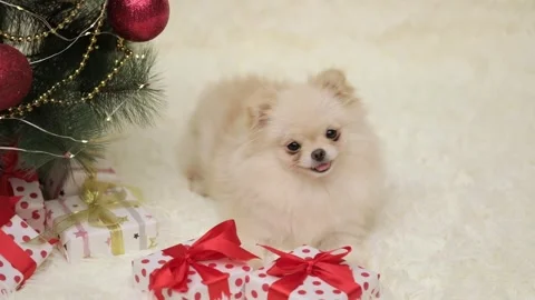 Dog muzzle spitz close up Stock-Footage 274252001