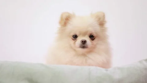 Dog muzzle spitz close up Stock Footage 274433312
