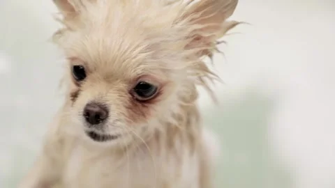 Dog muzzle spitz close up Vídeo Stock 274433399