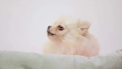 Dog muzzle spitz close up Video stock 274692000