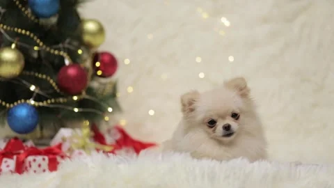 Dog muzzle spitz close up Video stock 274692022