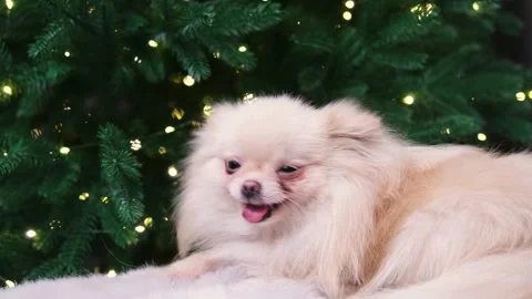 Dog muzzle spitz close up 動画素材 274692114