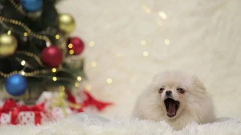 Dog muzzle spitz close up Stock-Footage 275461282