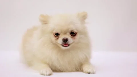 Dog muzzle spitz close up Stock Footage 275461442