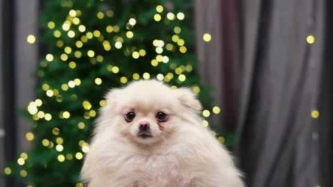 Dog muzzle spitz close up Stock Footage 275462744