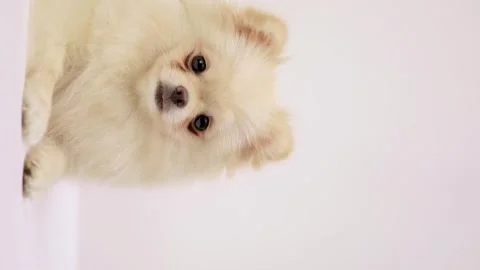 Dog muzzle spitz close up Stock Footage 275801692