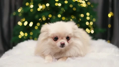 Dog muzzle spitz close up Stock-Footage 275801989