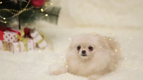 Dog muzzle spitz close up Video stock 275802208